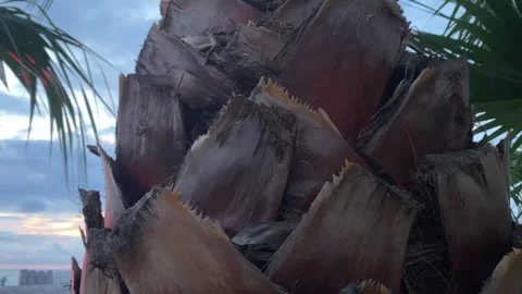 Close Up of Palm Tree Trunk Bark Against Cloudy Evening Sky Stock Footage 339877262