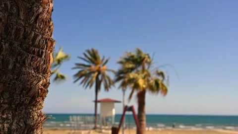 Close-up of a palm tree trunk, with a blurred beach scene in the background.. Stock Footage 339213011