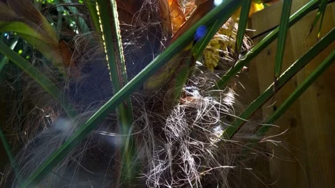 Close up of a palm tree trunk 動画素材 243097417
