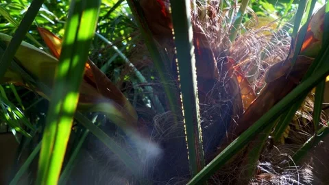 Close up of a palm tree trunk 库存影片 243097437