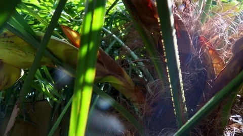 Close up of a palm tree trunk Видео 243097450