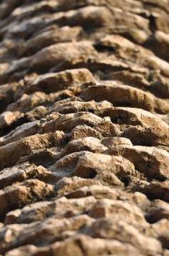 Close up of palm tree trunk Stock Photos