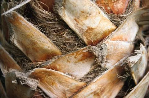 Close up of a Palm tree trunk Stock Photos