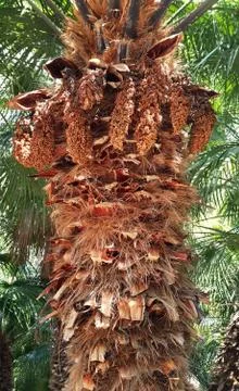 Close up of the palm tree trunk Stock Photos