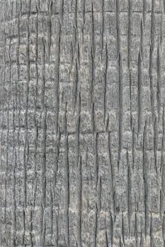 Close of of a palm tree trunk Stock Photos