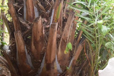 Close up palm tree trunk Stock Photos