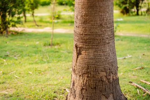 Close Up of Palm Tree Trunk with Textured Tropical Bark Stock Photos