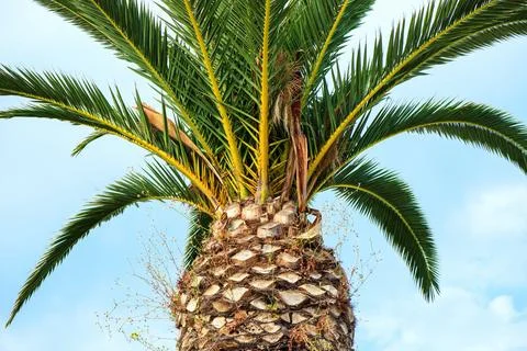Close-up of a palm tree trunk with vibrant green fronds spreading out again.. Stock Photos