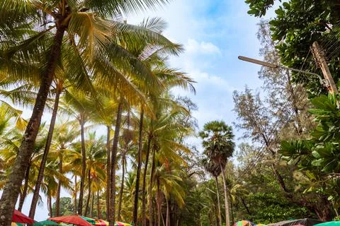 Close-up on palm trees with coconuts in tropical climate in thailand Stock Photos