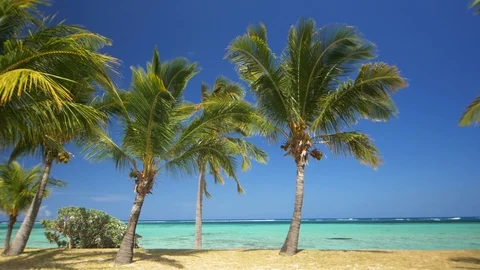 Close-up of palm trees growing on the shore of the blue ocean 스톡 동영상 104865378