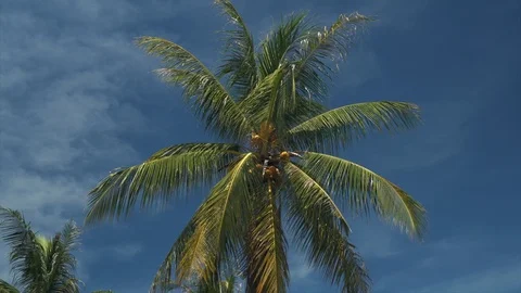 Close up palm trees leaves and coconuts sunny day with blue sky Stock Footage 109347607
