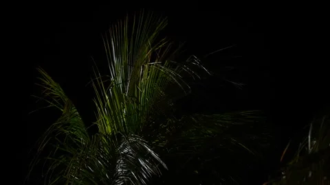 Close-Up of Palm Trees Lit at Night Stock Footage 305957140