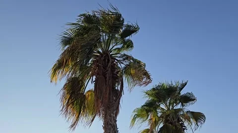 Close-up of palm trees swaying in the wind under a clear blue sky Stock Footage 306180522