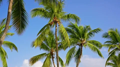 Close-up of palm trees with vibrant green branches in warm sunlight. Stock Footage 340304861
