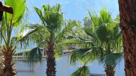 Close-up of a palm trees with a view of a white building on the background. Stock Footage 317246721
