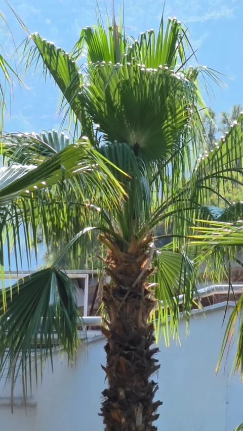 Close-up of a palm trees with a view of a white building on the background. Stock Footage 317499054