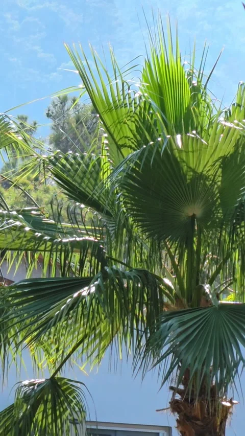 Close-up of a palm trees with a view of a white building on the background. Stock Footage 317873414