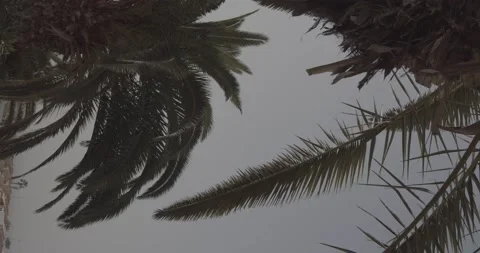 Close up of palm trees on a windy day Stock Footage 136909949