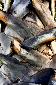 Close up Palm Trunk Stock Photos