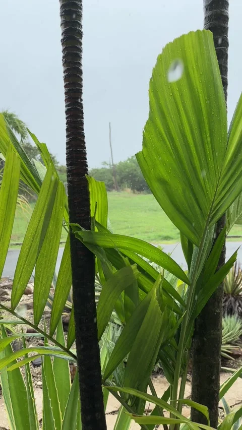 Close-up palm trunks and fan leaves in tropical rainstorm, Barbados Stock Footage 340653536