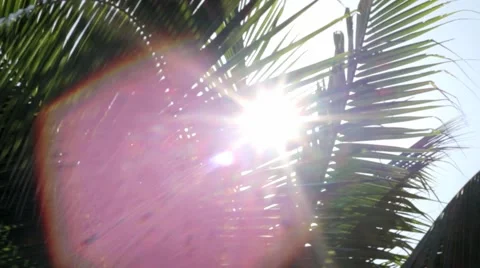 Close up of palms with sunlight behind the leaves Video stock 40643925
