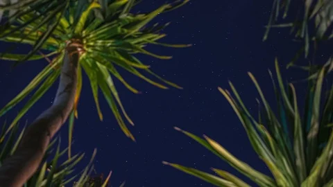 Close up of palmtrees at night [4K Timelapse] 스톡 동영상 125465313