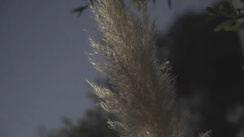 Close up on pampas grass dancing with the wind seen against sunset sunlight Stock Footage 152644831