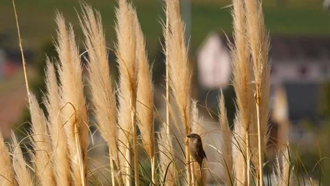 Close Up of Pampas Grass Feathers with Small Bird Perched Stock Footage 321124432