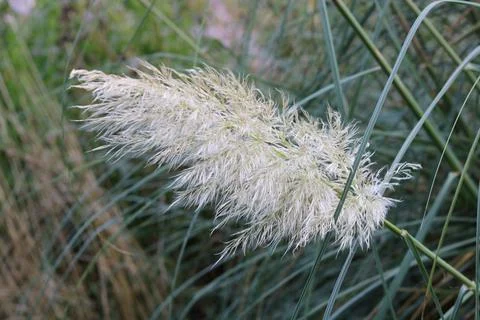 Close up of pampas grass front with lush foliage behind Stock Photos