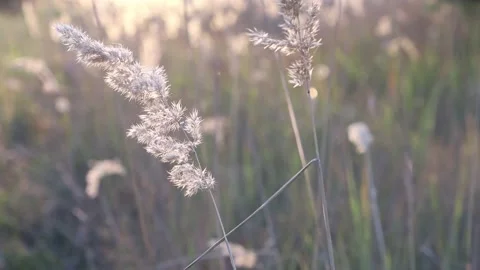 Close-up pampas grass moves slowly in a section of the field, the calm action Stock Footage 161023724