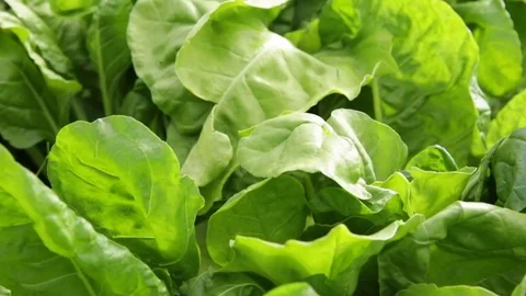 Close up pan across the growing spinach in a field Stock-Footage 76811394