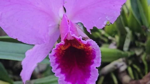 Close up pan across an orchid  Stock Footage 277414740