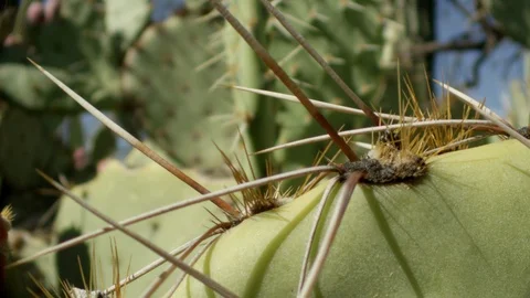 Close-up pan across prickly pear cactus Stock Footage 114888836
