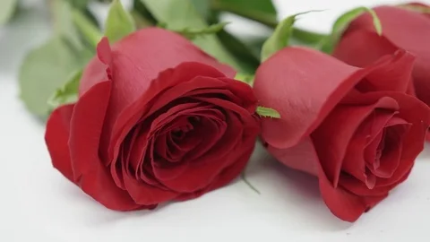 Close up pan across roses on white screen Stock Footage 72387405