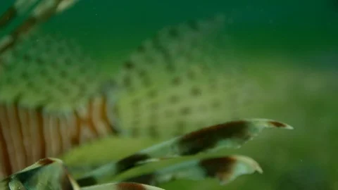 Close up pan along a Lionfish Stock Footage 111352922