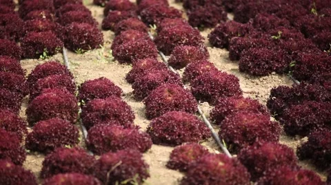 Close up pan and focus shot of lollo rossa letuce Stock Footage 60766536