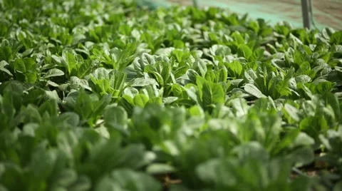 Close up pan and focus shot of butterhead lettuce hothouse Stock Footage 60766663