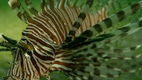 Close up pan around a Lionfish Stock-Footage 111353663