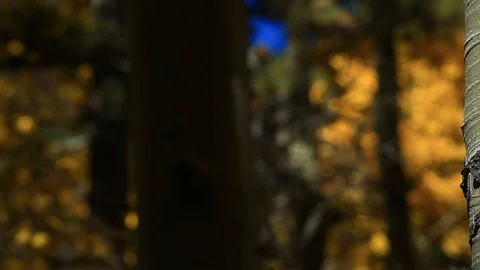 CLOSE UP PAN OF ASPEN TREE WITH FALL BOKEH BACKGROUND Stock Footage 97027885