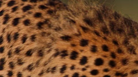 Close up pan of a cheetah's fur pattern as it walks away at sunrise Stock Footage 256926306