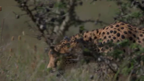 Close up pan of a cheetah's head as it walks in thorny bushes Stock Footage 260848129
