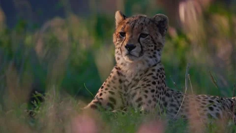 Close up pan of cheetah's head looking directly at the camera, resting on grass Vídeo Stock 252383558