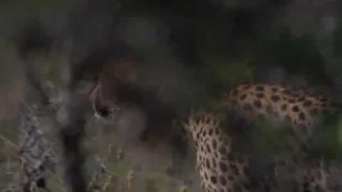 Close up pan of a cheetah's head walking past thorny bushes Stock Footage 260848468