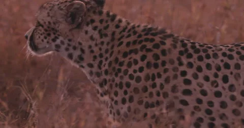 Close up pan of a cheetah's head walking between tall grass at sunrise Stock Footage 308678685
