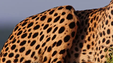 Close up pan of a cheetah's print as it rests at sunrise in Africa. Stock Footage 256925036
