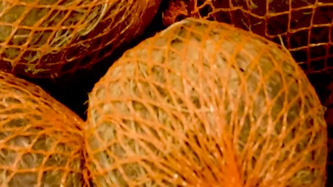 Close up pan of coconuts in a orange netting in a retail grocery store Stock Footage 179215224