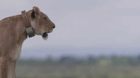 Close up pan of collared female lion's head as it scans the area below Video stock 260851012