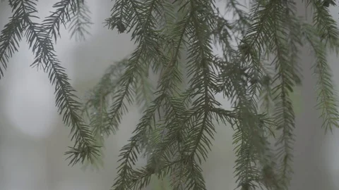 Close up pan of a conifer Video stock 74696709