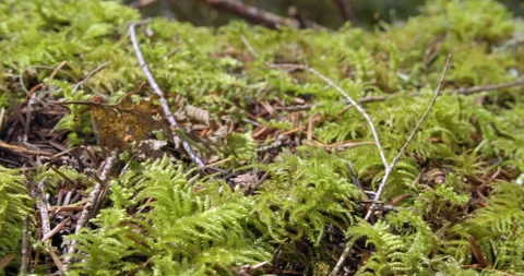 Close up Pan of damp moss and twigs in forest Stock Footage 220881986