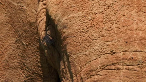 Close up pan of an elephant's eyes during the morning in Africa. Stock Footage 256903241